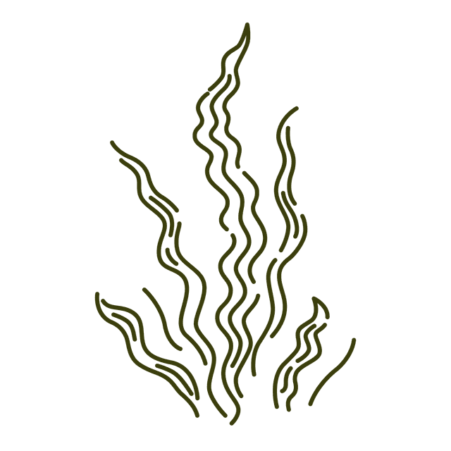 REiCO Algenmischung Illustration